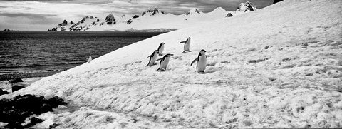 Gentoo Penguins Climbing in Ice, Antarctica