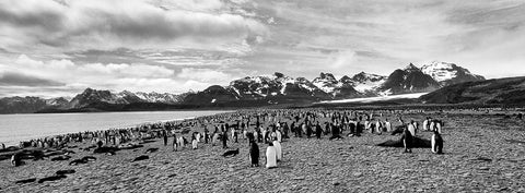 Chilling King Penguins, Antarctica