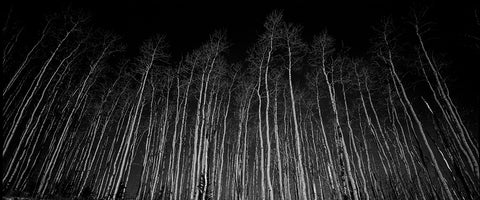 Aspen Trees in the Evening, Utah
