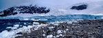 Neko Harbor with Gentoo Penguins, Antarctica