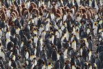 Colony of Baby Chicks with Parents, South Georgia, Antarctica