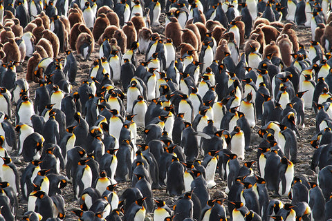 Colony of Baby Chicks with Parents, South Georgia, Antarctica