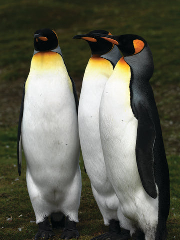 Three Gentlemen, South Georgia, Antarctica