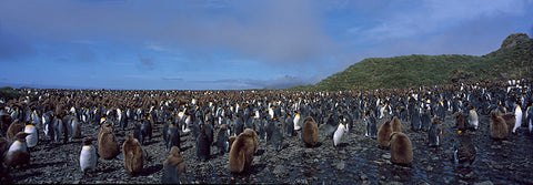 A Family Affair, Baby Chicks with Parents, King Edwards Island, Antarctica