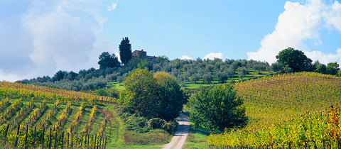 Tuscany Vineyards in the Autumn, Tuscany, Italy, Europe