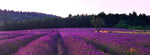 Lavender Fields at Sunset, South of France, Europe