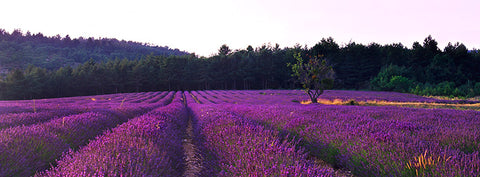 Lavender Fields at Sunset, South of France, Europe