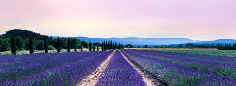 Lavender Fields at Sunrise, South of France, Europe