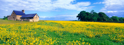 Endless Fields of Yellow Flowers, Saint Malo, France, Europe