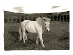 Icelandic Horse in the Countryside, Iceland