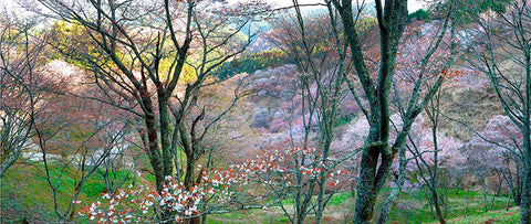 Fairy Tale Entrance to the Cherry Trees, Kyoto, Japan, Asia