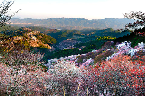 Cherry Blossoms at Sunrise, Kyoto, Japan, Asia