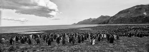 King Edwards Island with King Penguins Colony, Antarctica