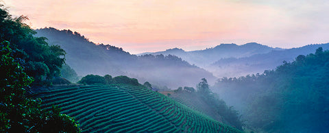 Misty Tea Plantations at Sunrise, Mae Salong, Thailand, Asia