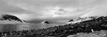 Gentoo Penguin Colony, Antarctica