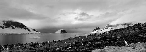 Gentoo Penguin Colony, Antarctica