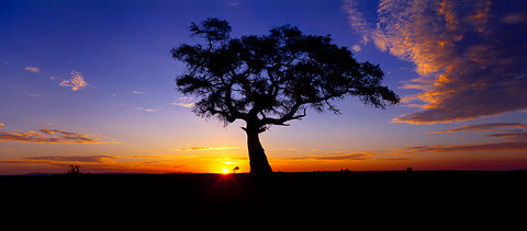 A Single Silhouette at Sunset, Masai Mara Reserve, Kenya, Africa