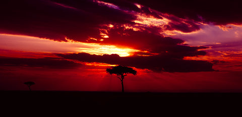 Solitude, Masai Mara Reserve, Kenya, Africa