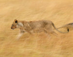 Hunting with Grace, Masai Mara Reserve, Kenya, Africa