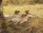 Siesta Time, Masai Mara Reserve, Kenya, Africa