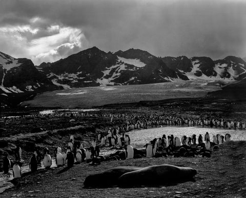 Living in Harmony, King Edwards Island, Antarctica