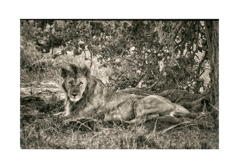 Mighty Lion King, Masai Mara Reserve, Kenya, Africa
