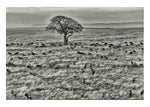 Great Migration of the Wildebeest, Masai Mara Reserve, Kenya, Africa