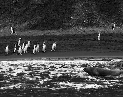 Chinstrap Penguins with Seal, Antarctica