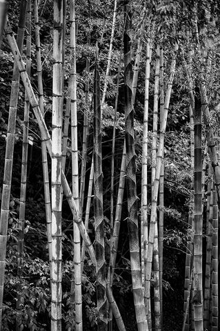 Bamboo Encounter, Japan, Asia