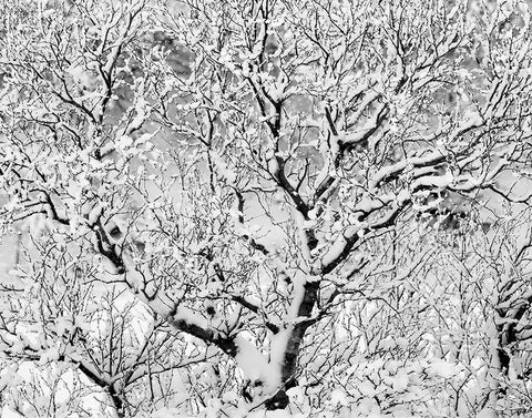 Icicles on a Tree, Iceland