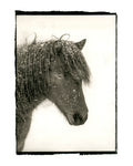 Icelandic Horse in a Blizzard, Iceland