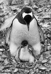 Motherly Love Gentoo Penguin with Baby Chick, Antarctica