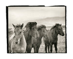 Icelandic Horses in the Countryside, Iceland