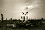 King Penguins Romancing at Dawn, Antarctica