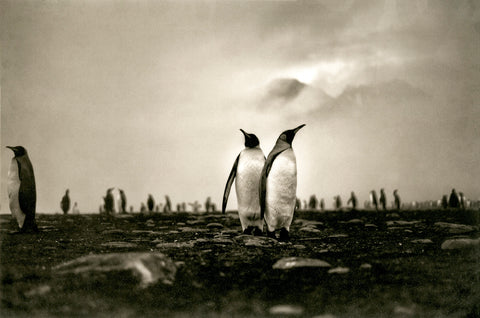 King Penguins Romancing at Dawn, Antarctica