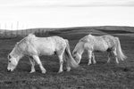 Magical Icelandic Horses, Iceland