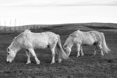 Magical Icelandic Horses, Iceland