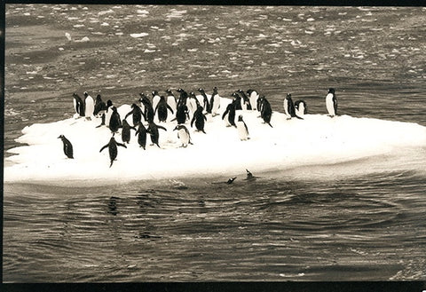 Gentoo Penguins Floating at Sea, Antarctica