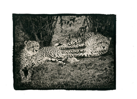 Chilling Cheetahs, Masai Mara, Kenya, Africa