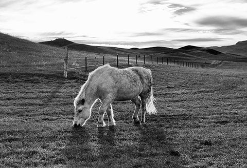 Shimmering Icelandic Horse, Iceland