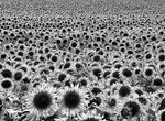 Sea of Shimmering Sunflowers at Sunset, Romania