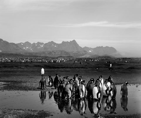 Gold Harbour with King Penguins, Antarctica