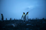 Gold Harbour at Dawn, South Georgia, Antarctica