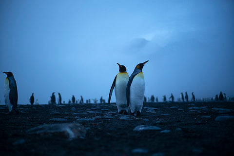 Gold Harbour at Dawn, South Georgia, Antarctica