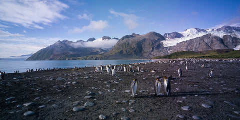 Gold Harbour at Sunrise, South Georgia, Antarctica