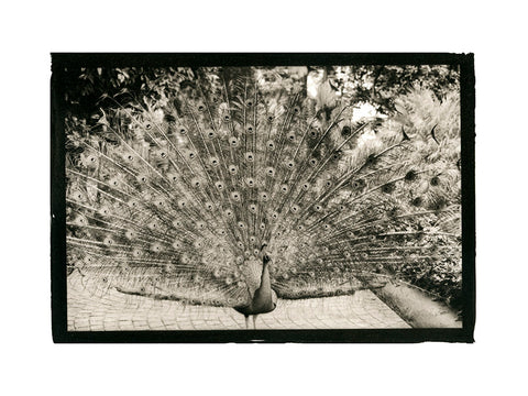 Proud Peacock, Portugal, Europe